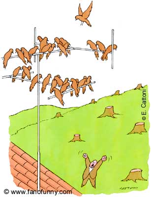 Cattoni